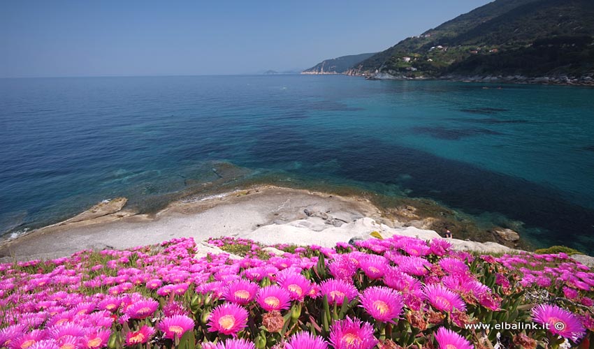 Spiaggia di Sant'Andrea - Isola d'Elba