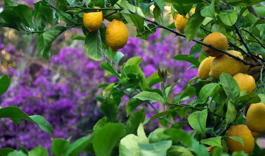 B&B Villa dei Limoni, Elba