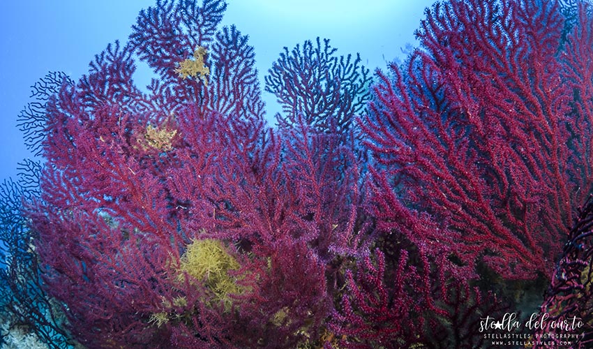 Diving Bolle d'Azoto, Elba