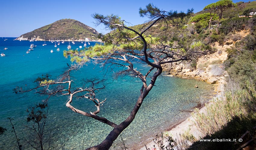 Spiaggia delle Alghe, Elba