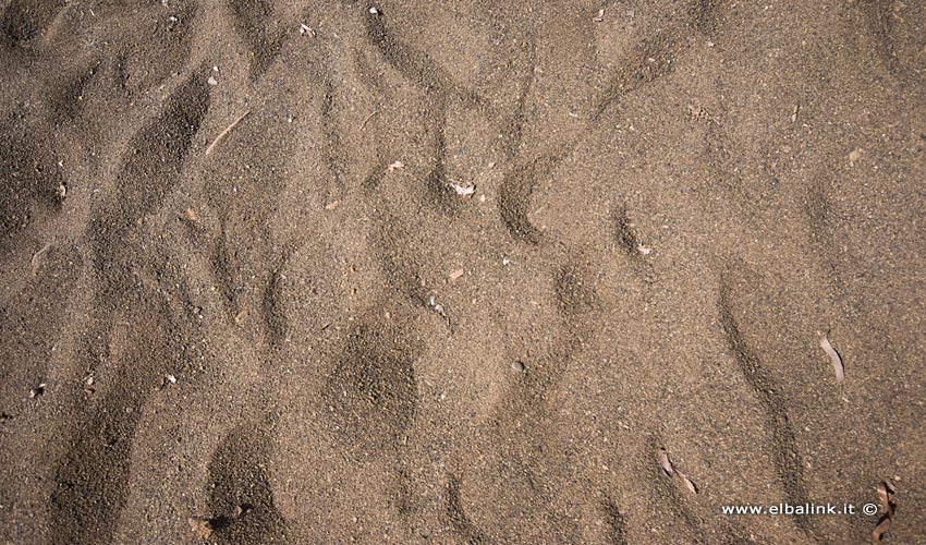 Spiaggia di Margidore, Elba